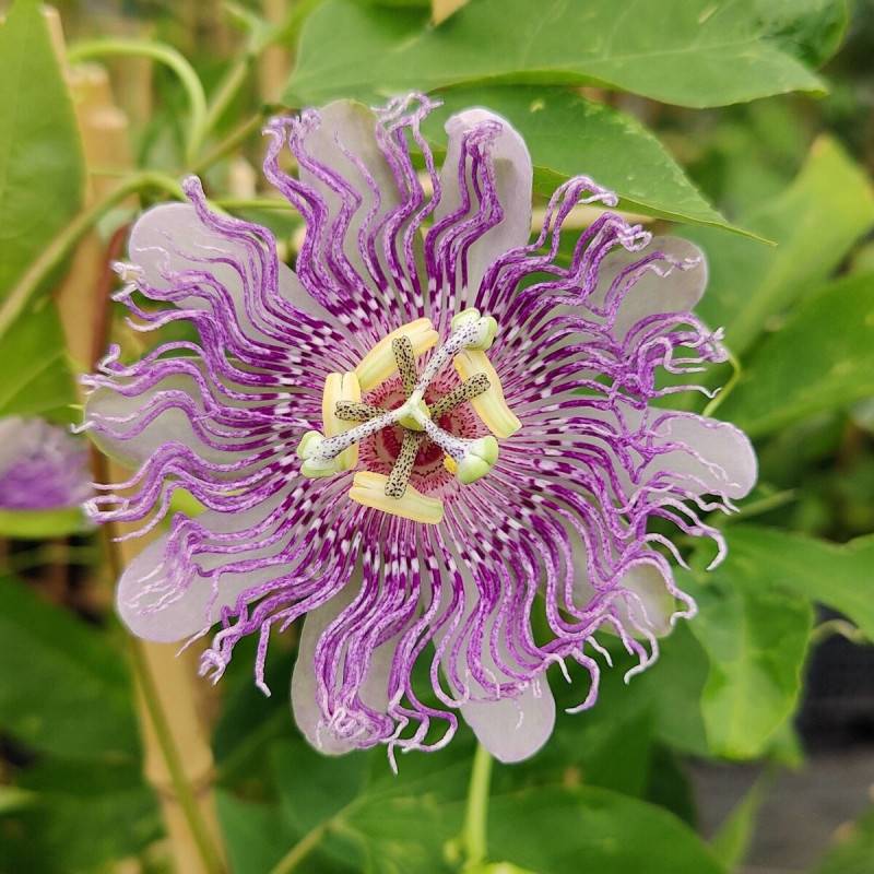 Passiflore Cooltropics® Eia Popeia® à fleurs Violette - feuillage Caduc - Pot de 3L - Echelle bambou 60/120 cm-  hauteur à maturité De 2,50 m à 3,00 m - Imagen 2