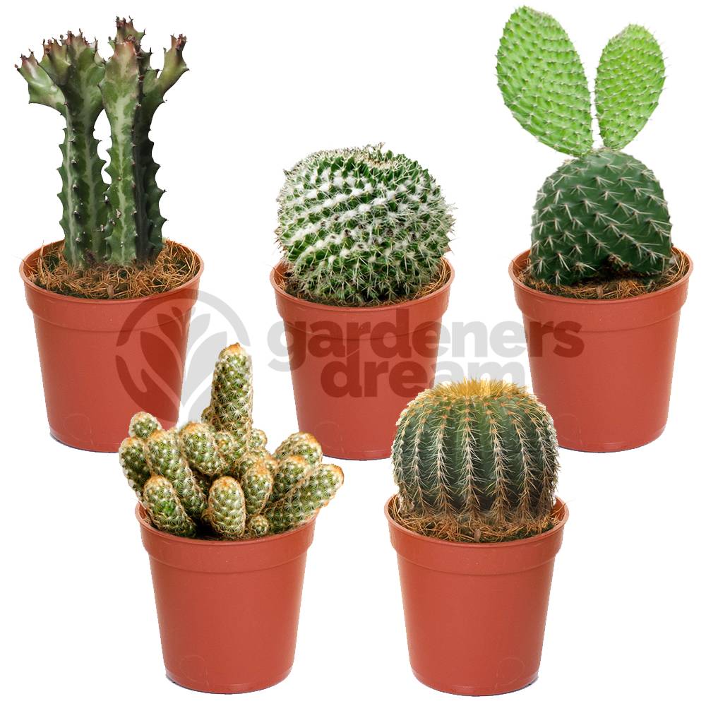 Gardenersdream - Ensemble Cactus Et Plantes Grasses Naturelles Gardenersdream - Assortiment De 5 Plantes Succulentes Naturelles - Idéal Pour Maisons Et Bureaux - Imagen 1