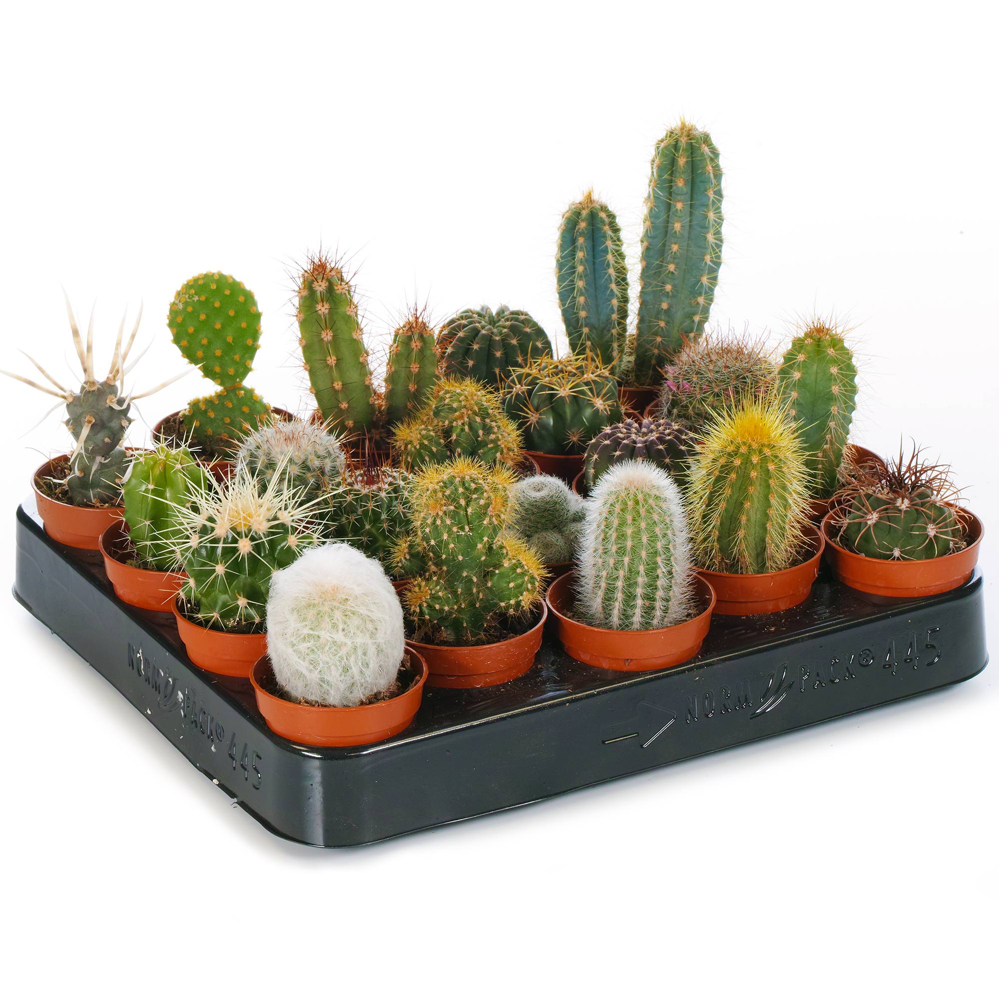 Gardenersdream - Ensemble Cactus Et Plantes Grasses Naturelles Gardenersdream - Assortiment De 5 Plantes Succulentes Naturelles - Idéal Pour Maisons Et Bureaux - Imagen 2