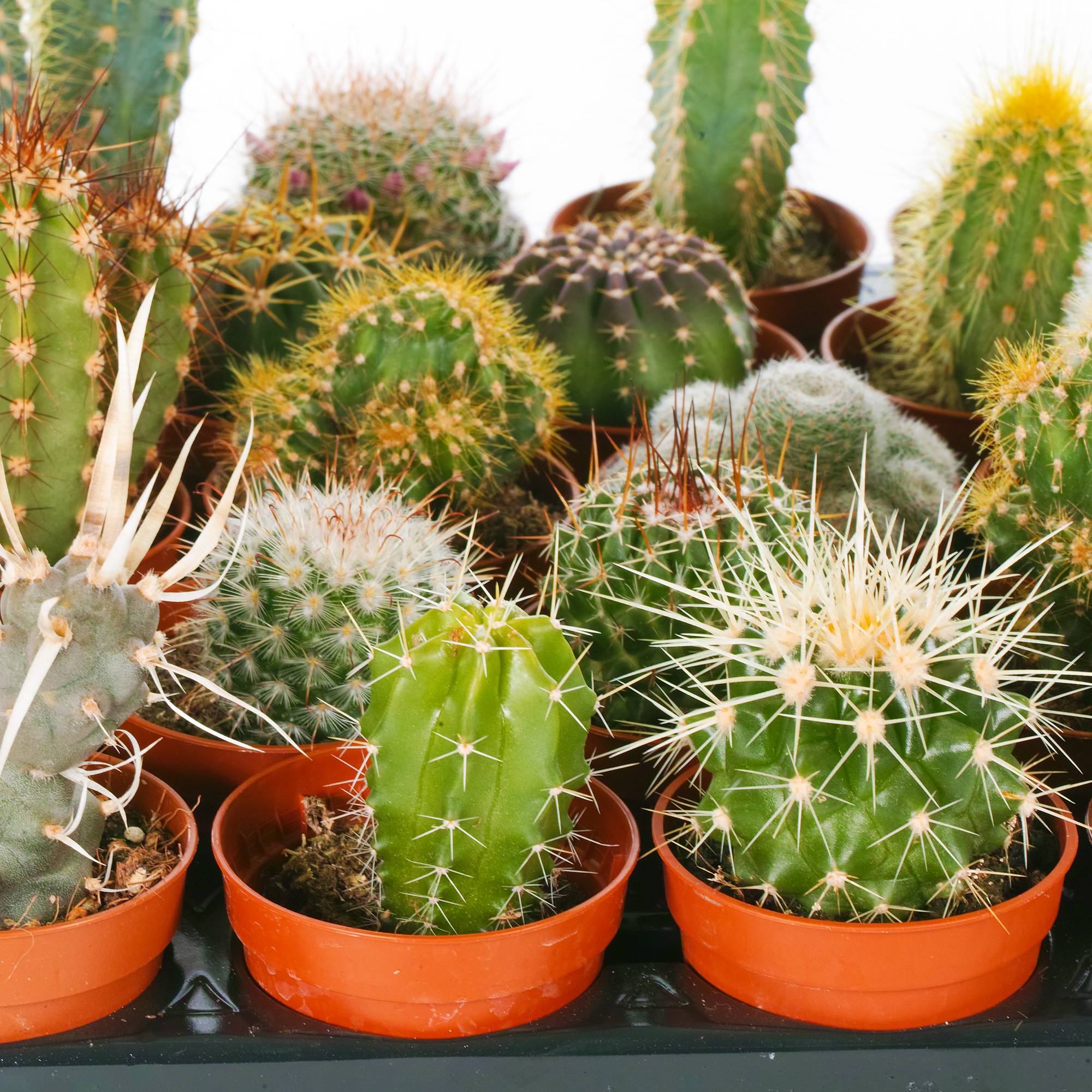 Gardenersdream - Ensemble Cactus Et Plantes Grasses Naturelles Gardenersdream - Assortiment De 5 Plantes Succulentes Naturelles - Idéal Pour Maisons Et Bureaux - Imagen 4