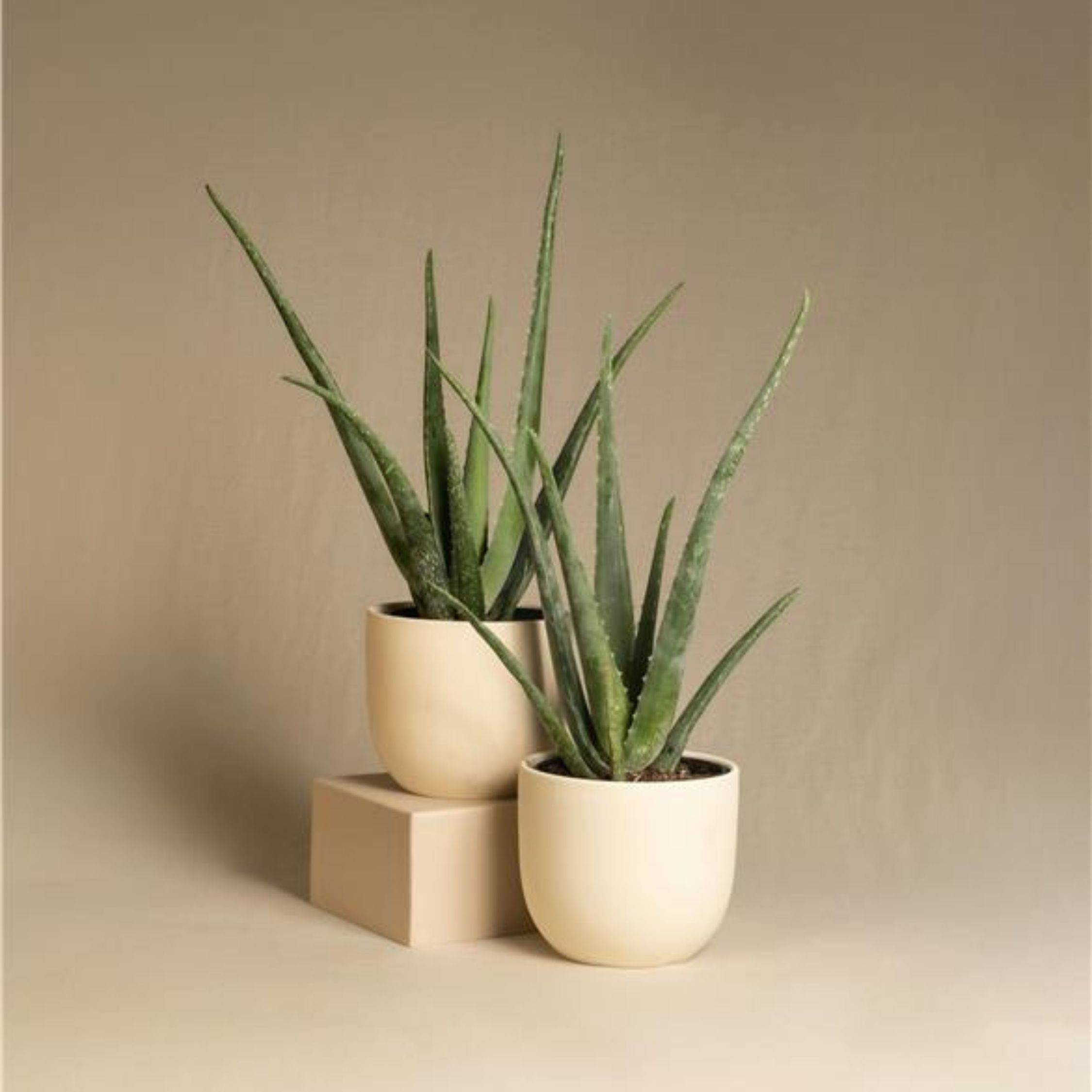 Aloe vera - Aloe barbadensis - Hauteur 25-40cm - ⌀10,5cm - Image 2