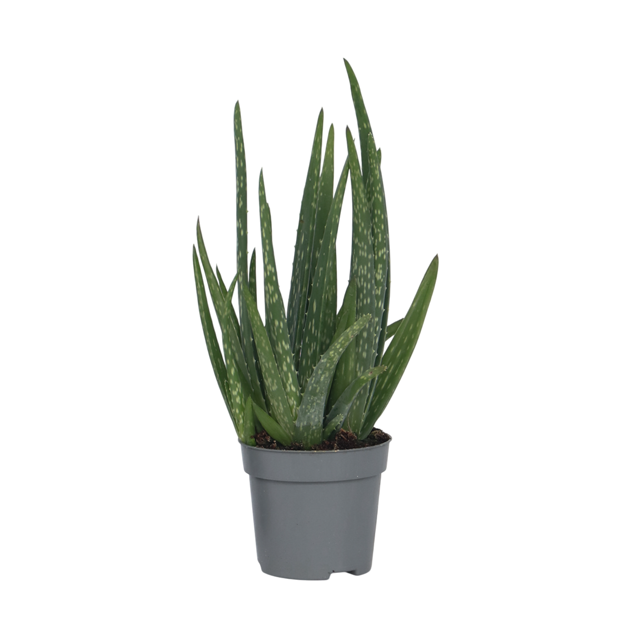 Aloe vera - Aloe barbadensis - Hauteur 25-40cm - ⌀10,5cm - Image 1