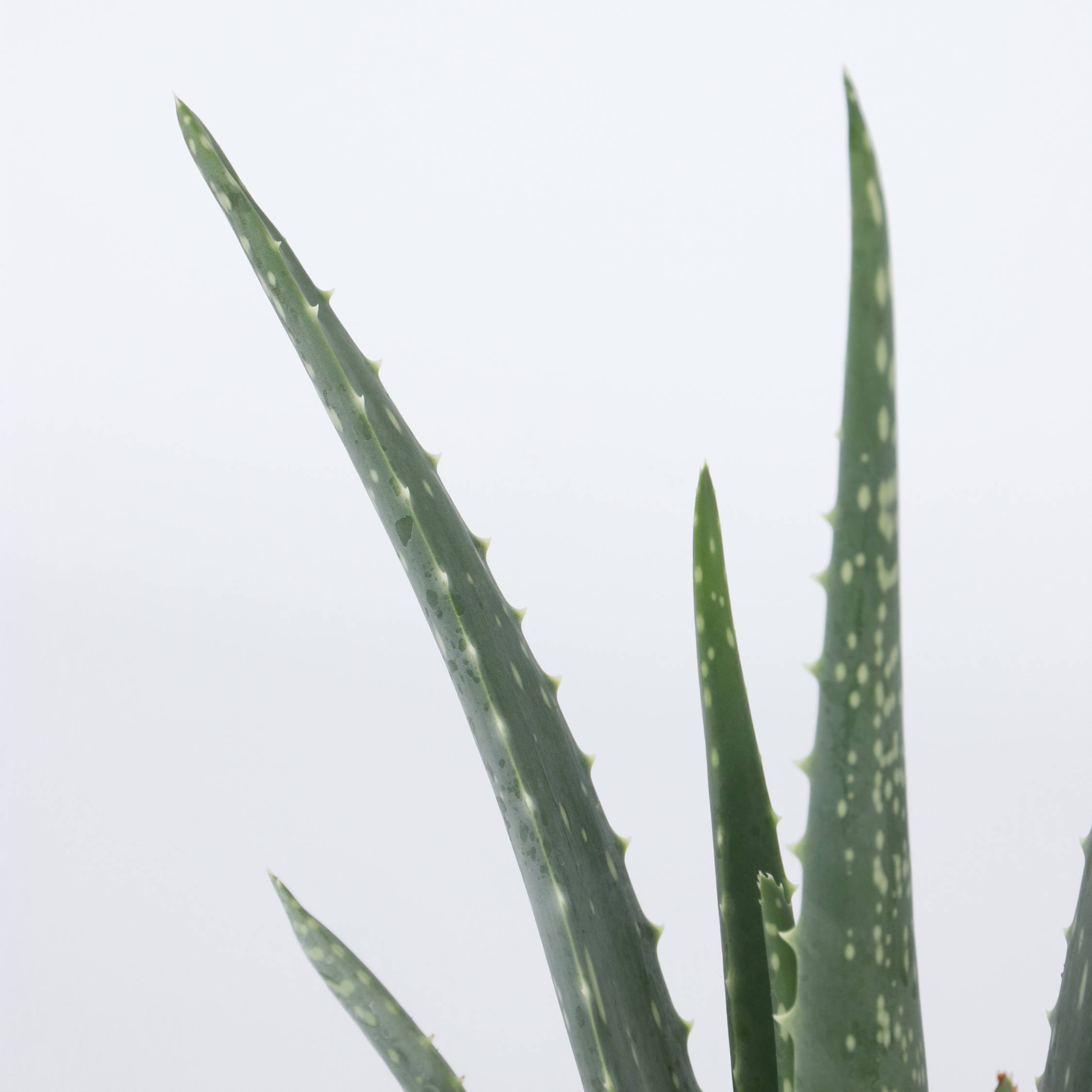 Aloe vera - Aloe barbadensis - Hauteur 25-40cm - ⌀10,5cm - Image 4