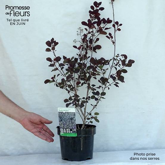 Cotinus coggygria Dusky Maiden - Arbre à Perruques Pot de 3L/4L - Image 2