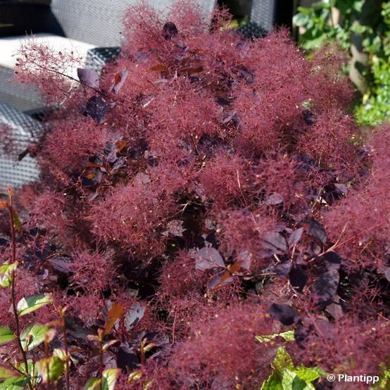 Cotinus coggygria Dusky Maiden - Arbre à Perruques Pot de 3L/4L - Image 1
