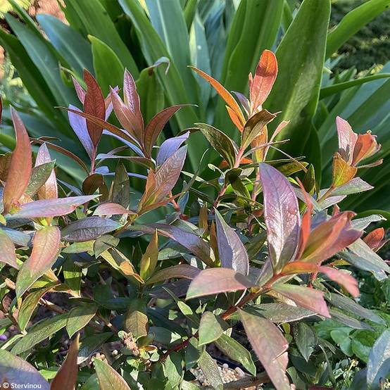 Promesse de Fleurs - Callistemon Red rocket - Rince bouteille Godet de 8/9 cm