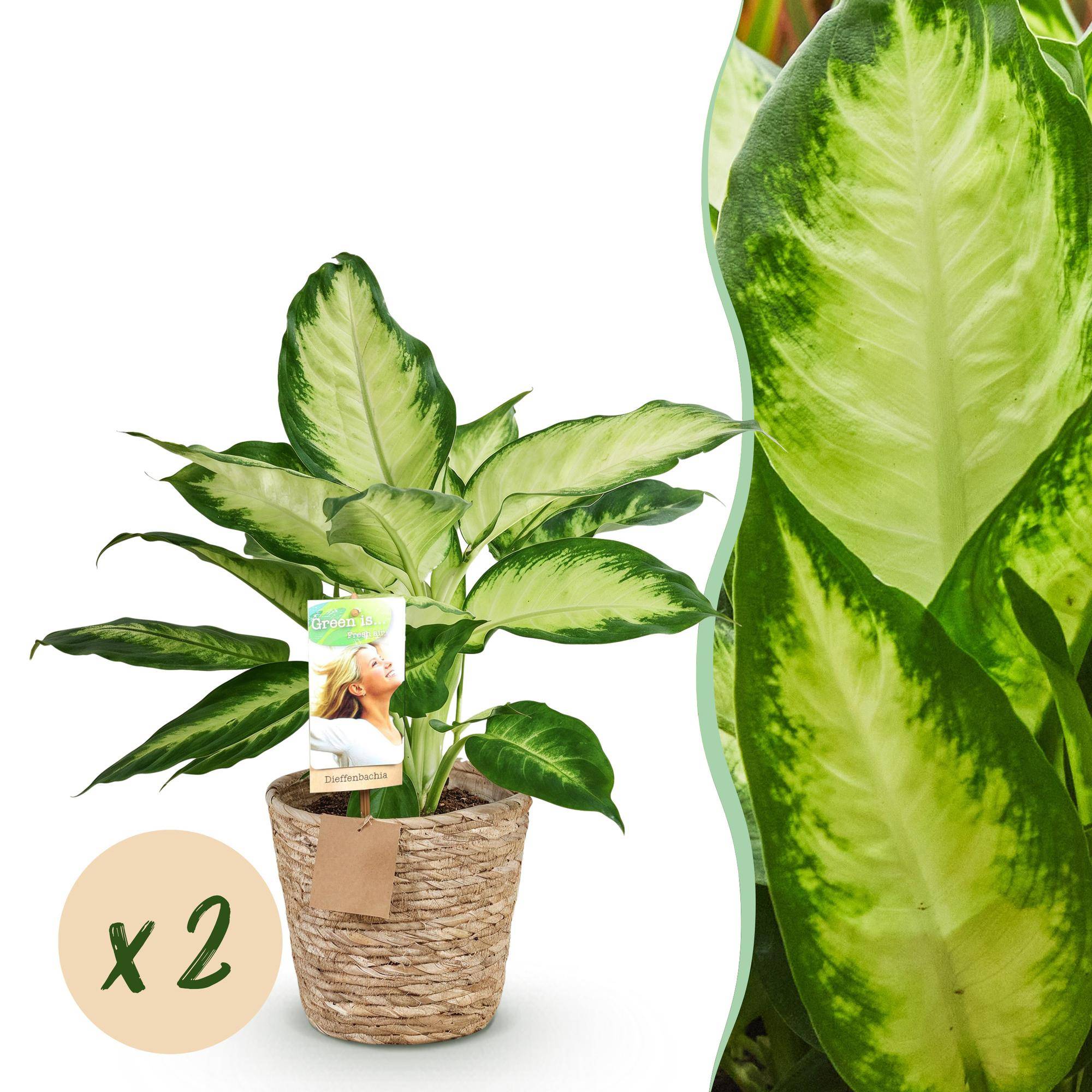 Diefenbachia Camilla - Dieffenbachia - Pot de 17cm - Hauteur 45-50cm - 2 plantes - Panier - Plantes d'intérieur