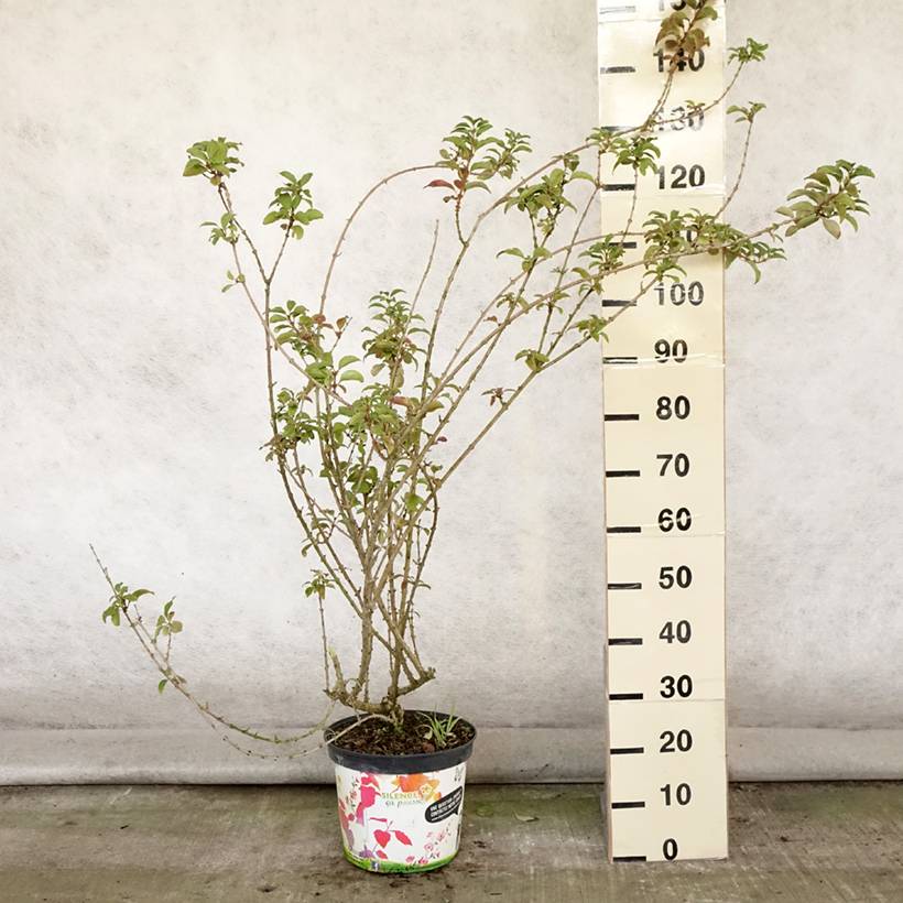 Mimosa de Paris - Forsythia x intermedia Mindor Pot de 7,5L/10L - Image 2