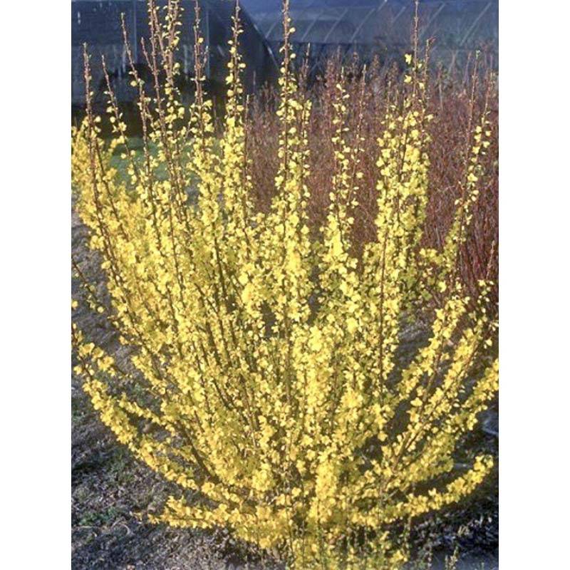 Mimosa de Paris - Forsythia x intermedia Mindor Pot de 7,5L/10L - Image 1