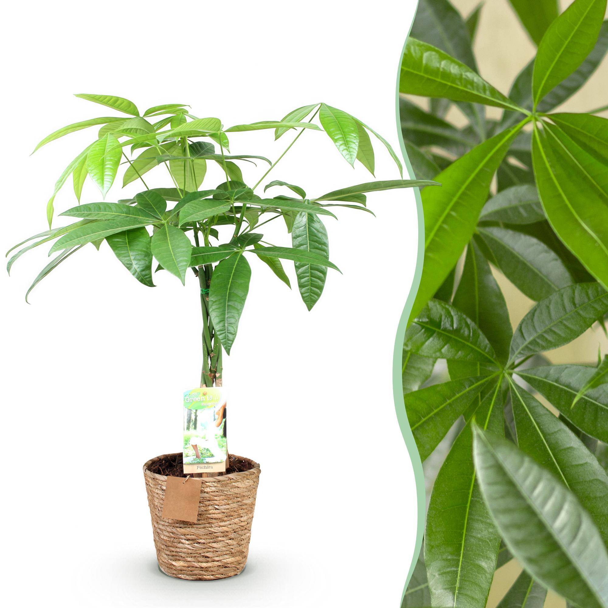 La Green Touch - Pachira Aquatica - D17 H70cm - Image 2