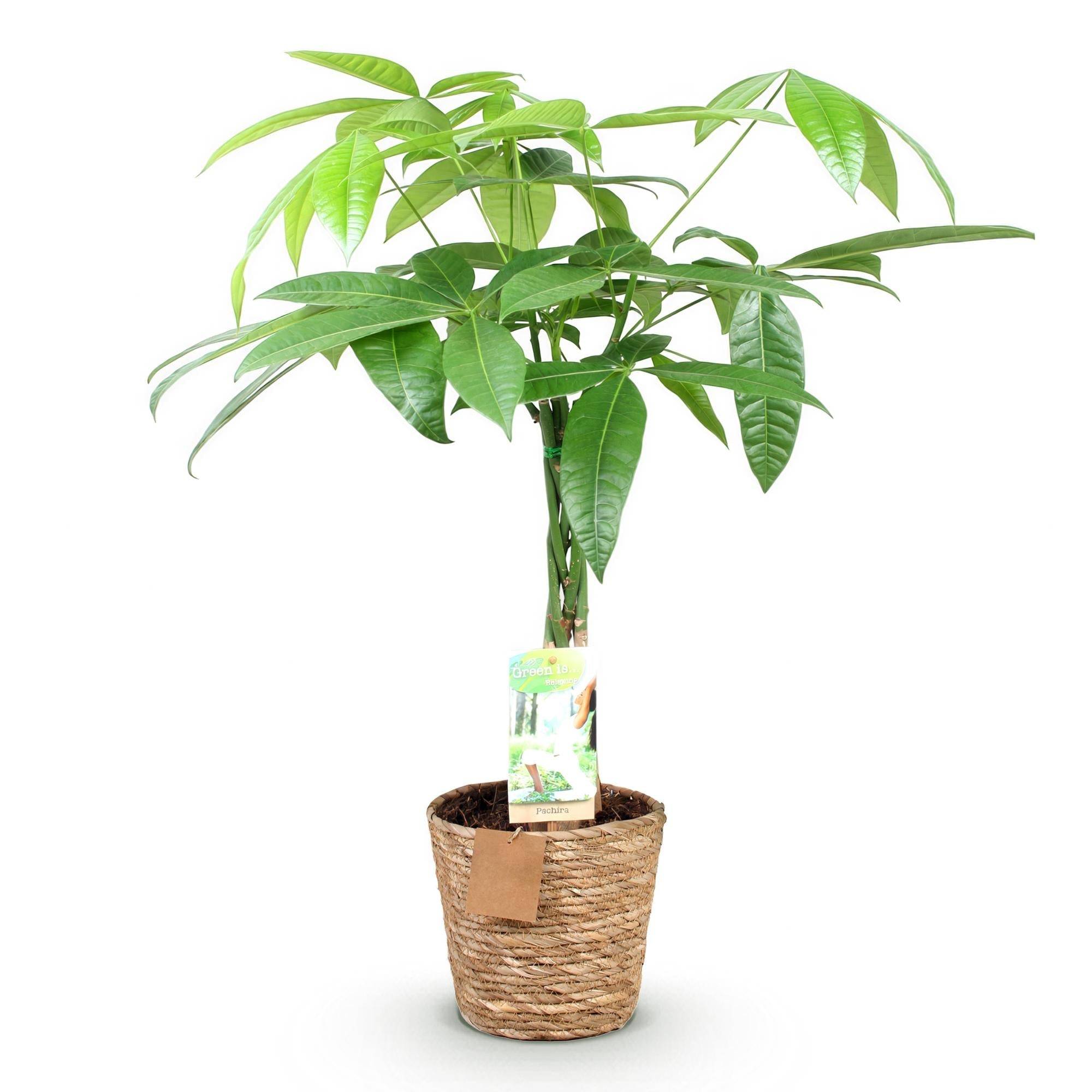 La Green Touch - Pachira Aquatica - D17 H70cm - Image 3