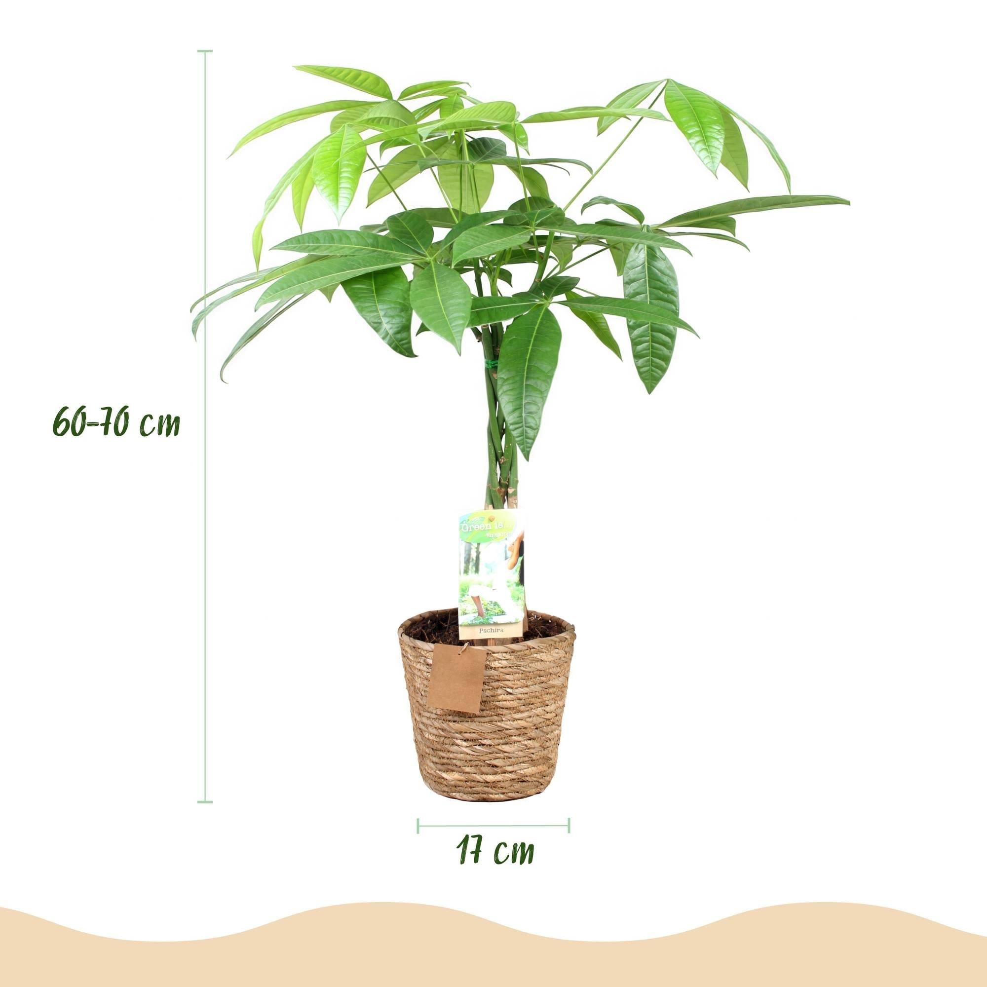 La Green Touch - Pachira Aquatica - D17 H70cm - Image 4
