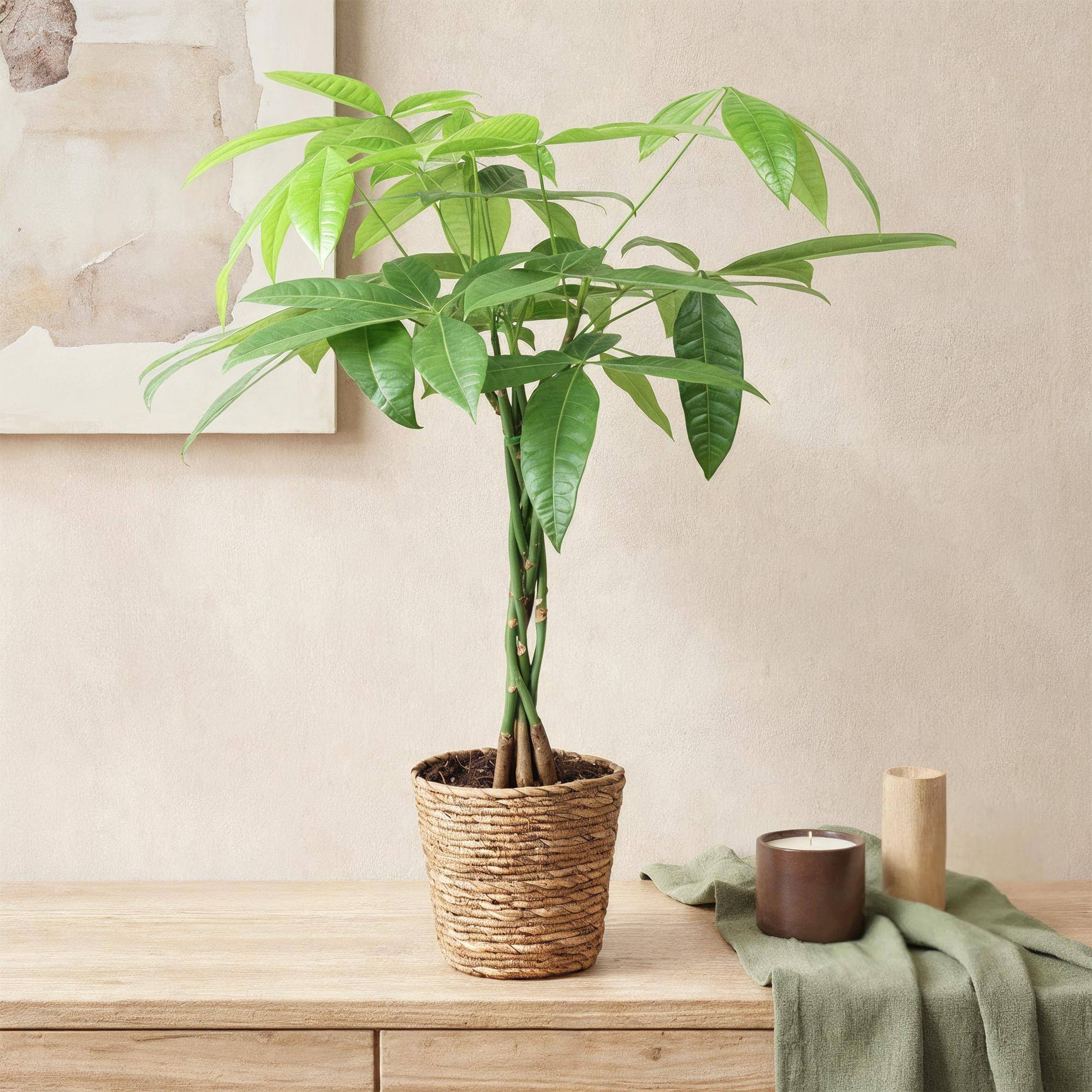Pachira Aquatica - D17 H70cm