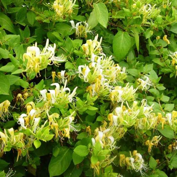 Promesse de Fleurs - Chèvrefeuille du japon - Lonicera japonica Hall's Prolific Pot de 2L/3L