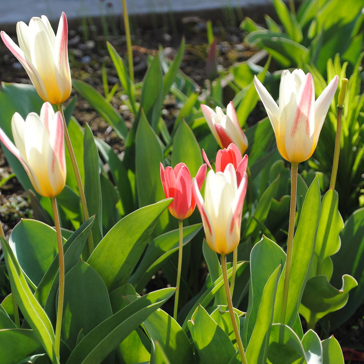 Promesse de Fleurs - Tulipe kaufmanniana Hope Bulbe calibre 11+ (par 10)