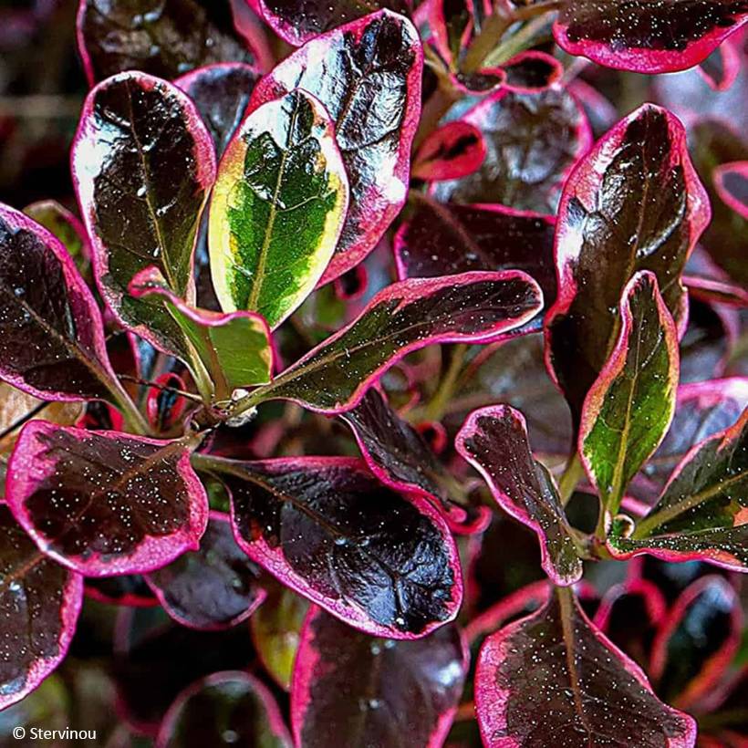 Promesse de Fleurs - Coprosma repens Eclipse Pot de 12 cm / 13 cm