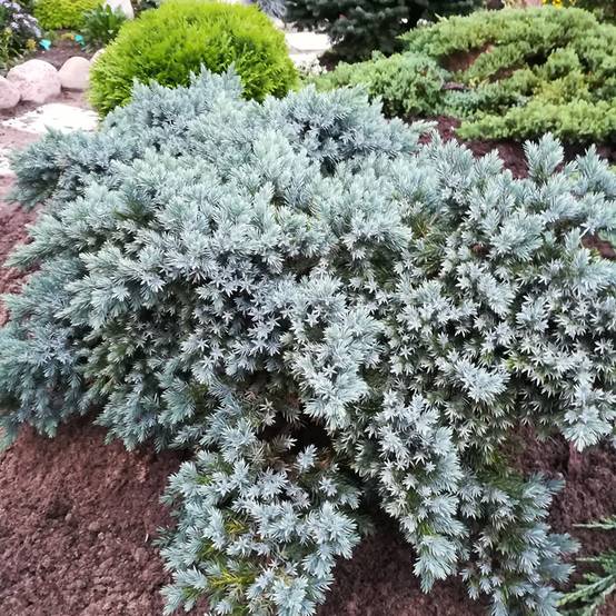 Promesse de Fleurs - Juniperus squamata Blue Star - Genévrier écailleux Godet de 8/9 cm