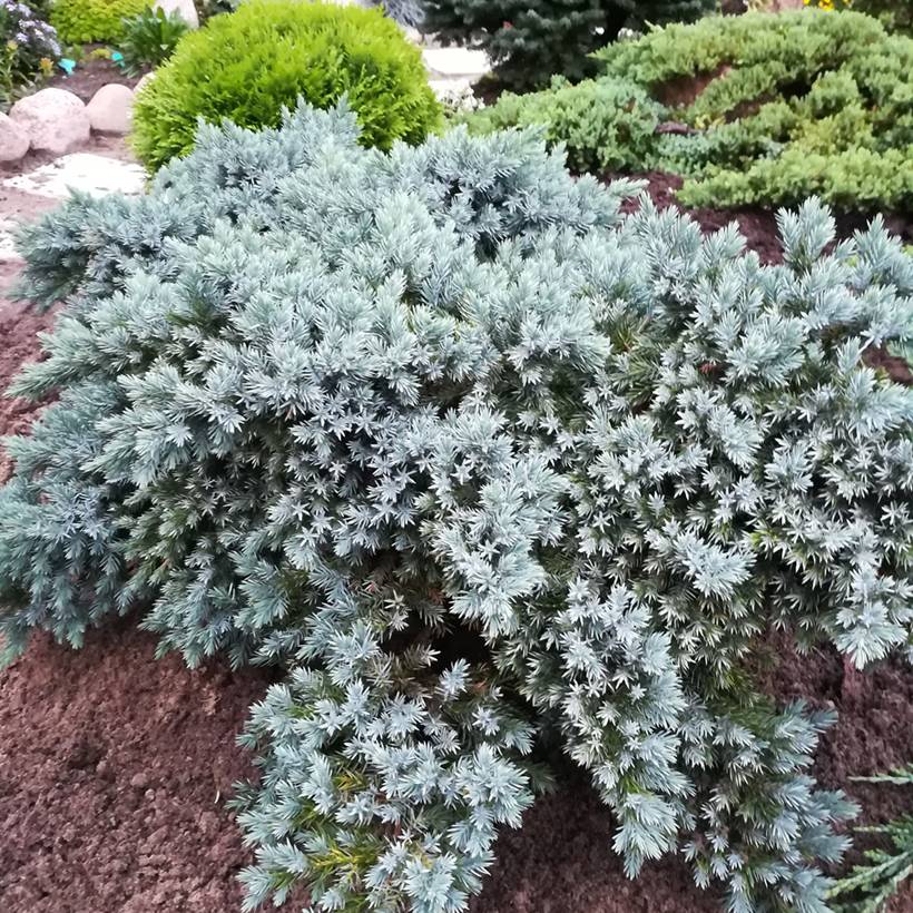 Promesse de Fleurs - Juniperus squamata Blue Star - Genévrier écailleux Godet de 8/9 cm