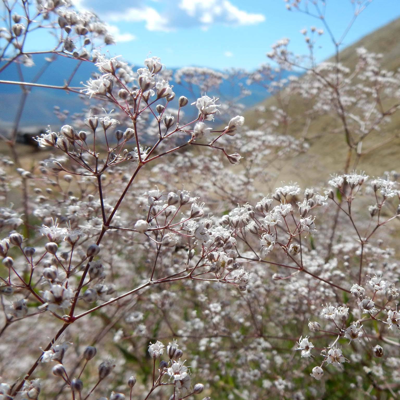 Gypsophile paniculata Godet de 8/9 cm