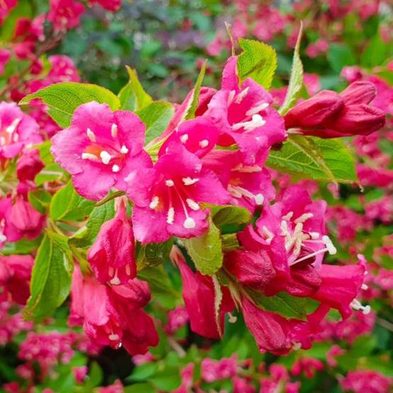 Weigela 'Bristol Ruby' (Weigela florida x coraeensis 'Bristol Ruby') - Godet 9cm - Pépinières Naudet - Image 1