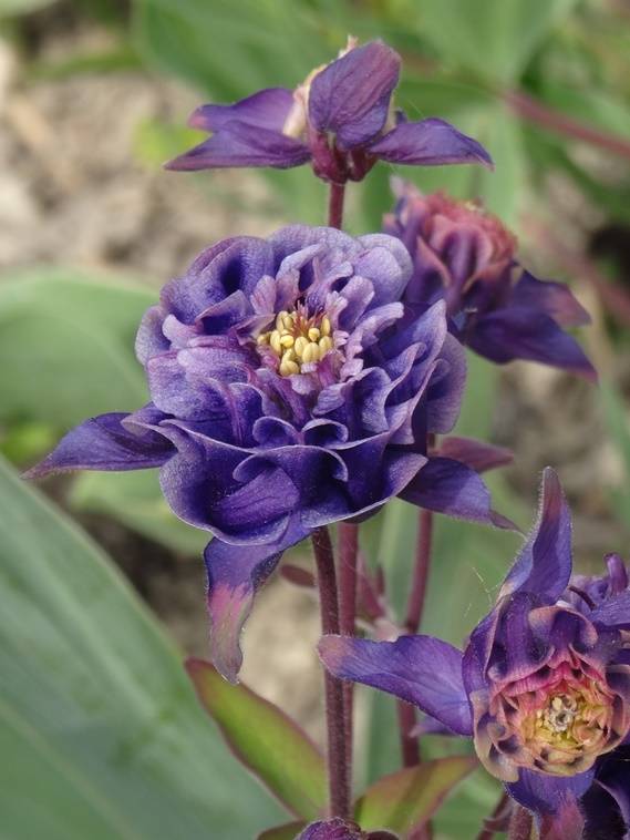 Promesse de Fleurs - Ancolie Winky Double Dark Blue White - Aquilegia vulgaris Godet de 8/9 cm