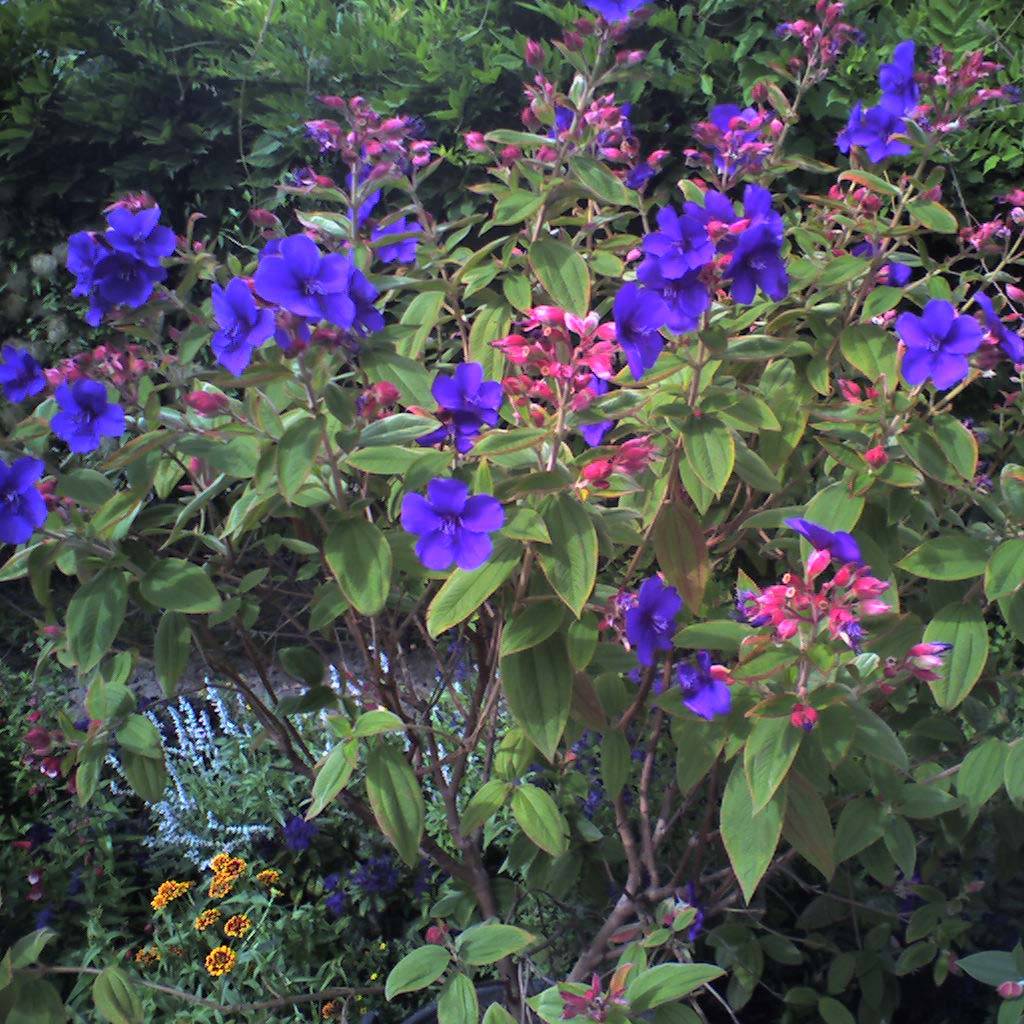 Promesse de Fleurs - Tibouchina urvilleana - Tibouchine d'Urville Pot de 4L/5L