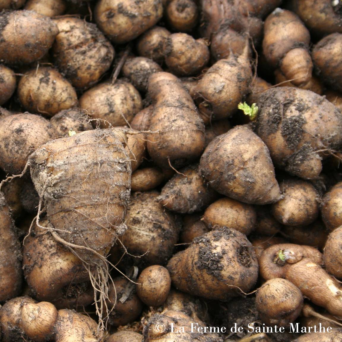 Cerfeuil tubéreux Bio - Ferme de Sainte Marthe le sachet de 500 graines environ (1g)