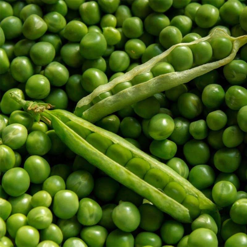 Promesse de Fleurs - Pois nain Orion à grain rond le sachet de 250-350 graines environ (100g)