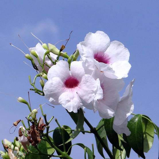 Promesse de Fleurs - Pandorea jasminoïdes Blanc - Bignone faux jasmin Pot de 2L/3L