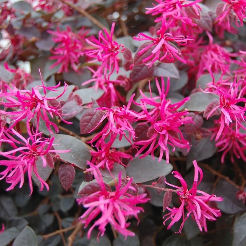 Promesse de Fleurs - Loropetalum chinense Plum Gorgeous Pot de 3L/4L