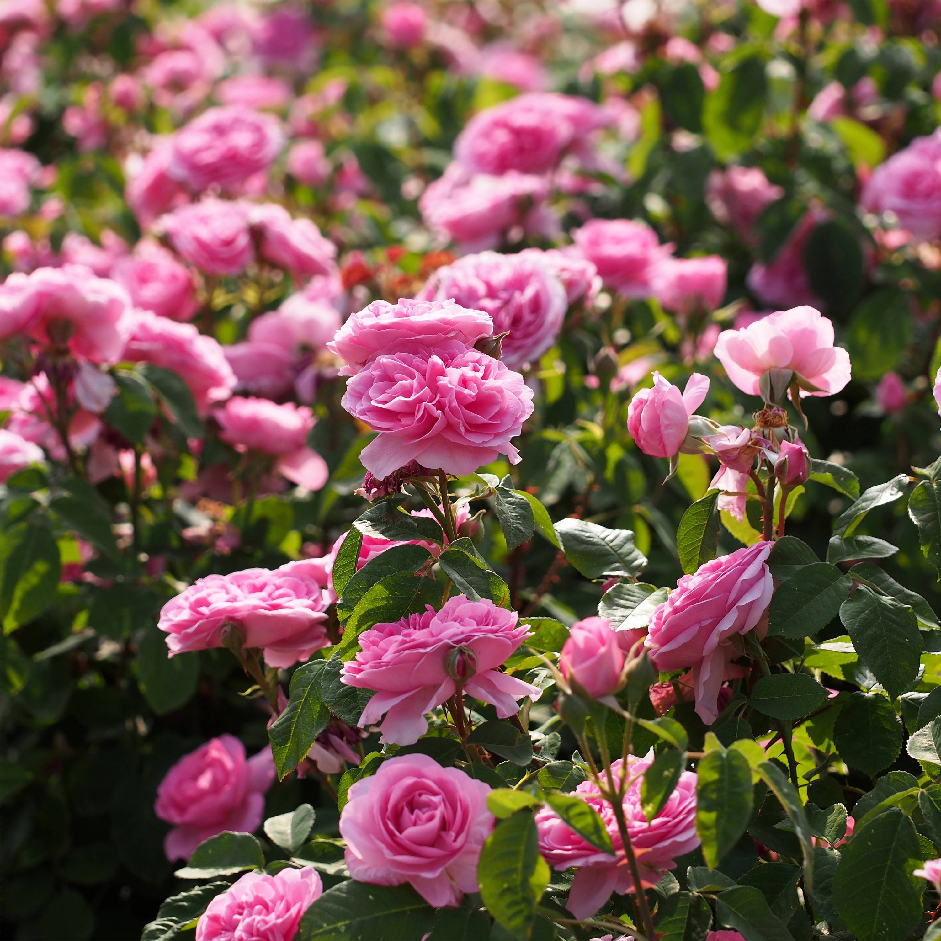 Rosier David Austin Gertrude Jekyll Pot de 4L/5L