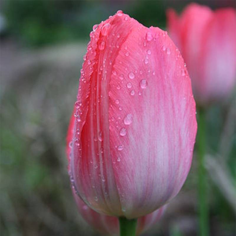 Promesse de Fleurs - Tulipe Darwin Van Eijk Bulbe calibre 12+ (par 10)