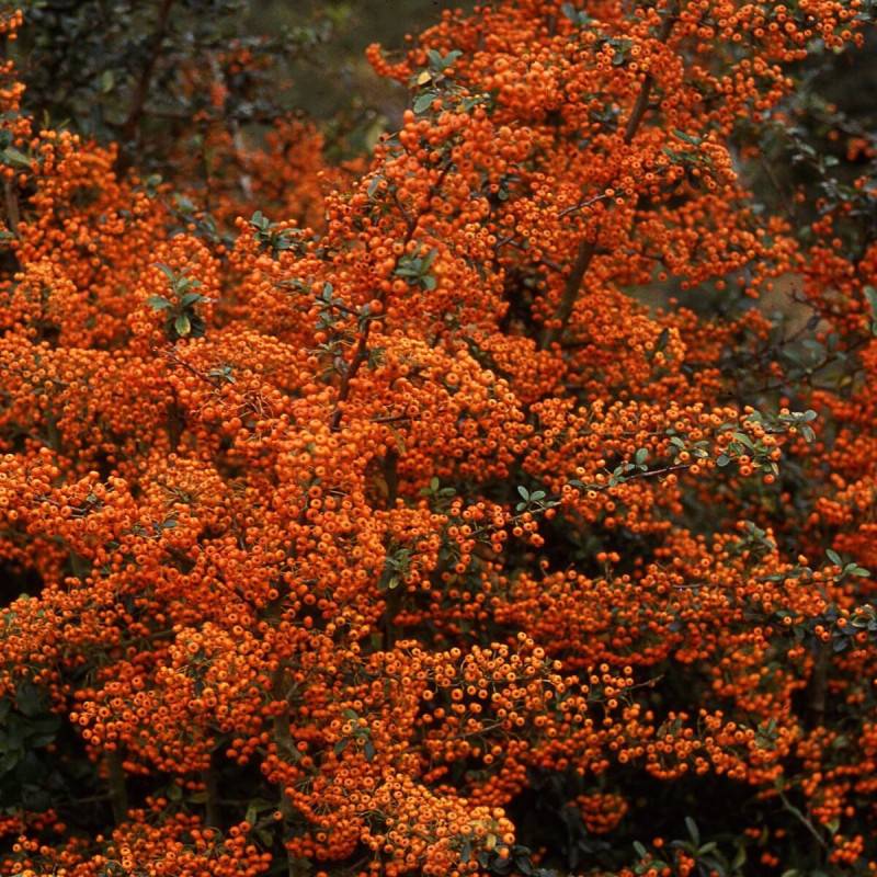 Buisson ardent Saphyr® Orange 'Cadange', Pyracantha à fleurs Blanche - feuillage Persistant - Pot de 3L - 40/60 cm-  hauteur à maturité De 1,50 m à 2, - Image 2