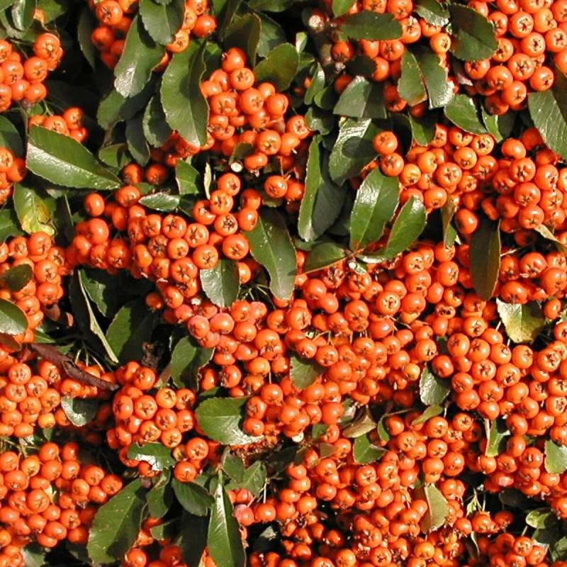 Buisson ardent Saphyr® Orange 'Cadange', Pyracantha à fleurs Blanche - feuillage Persistant - Pot de 3L - 40/60 cm-  hauteur à maturité De 1,50 m à 2,