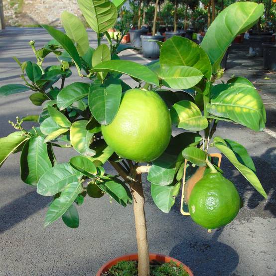 Promesse de Fleurs - Pamplemousse (Pomelo) - Citrus (x) paradisi Pot de 4L/5L, 1/4 de tige