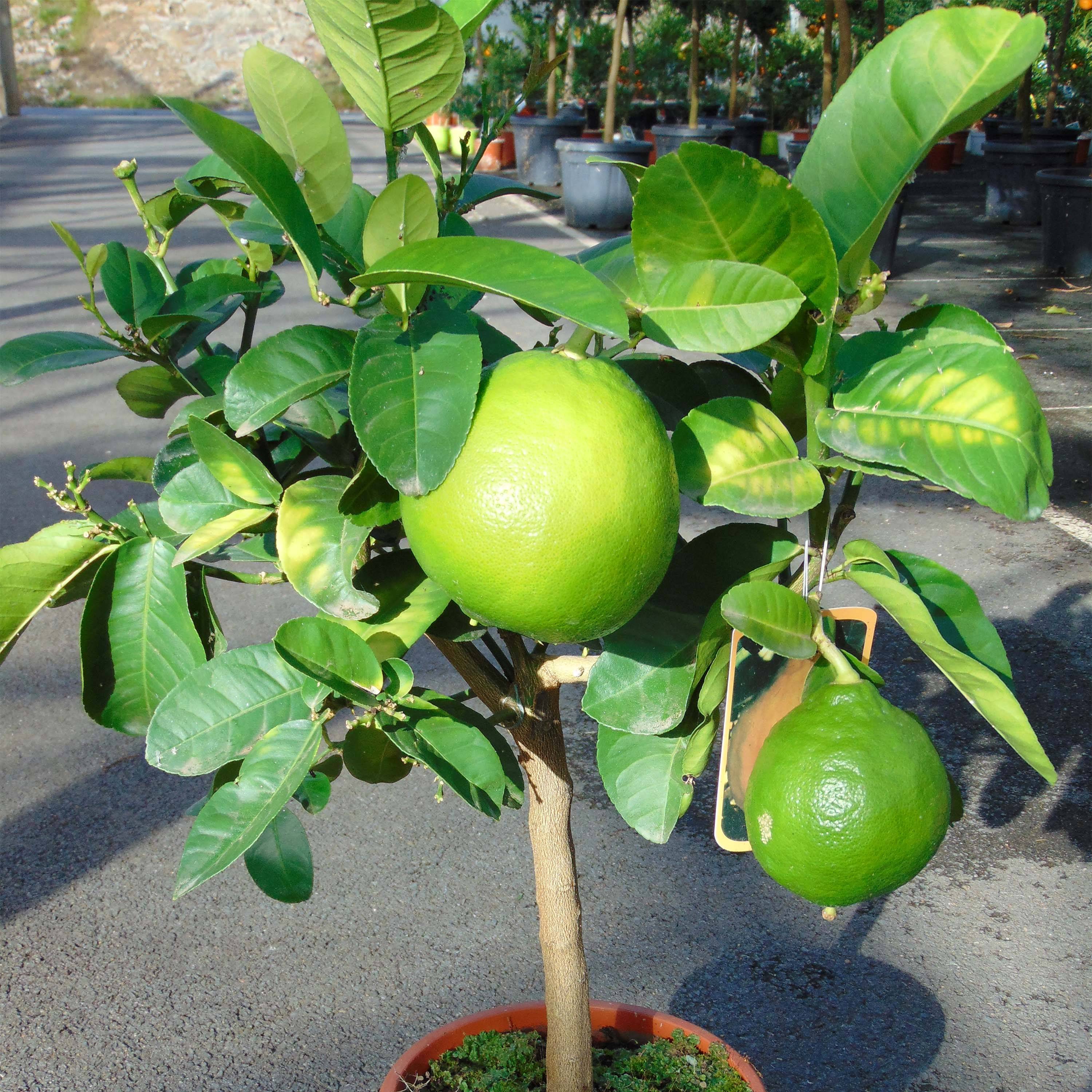 Pamplemousse (Pomelo) - Citrus (x) paradisi Pot de 4L/5L, 1/4 de tige