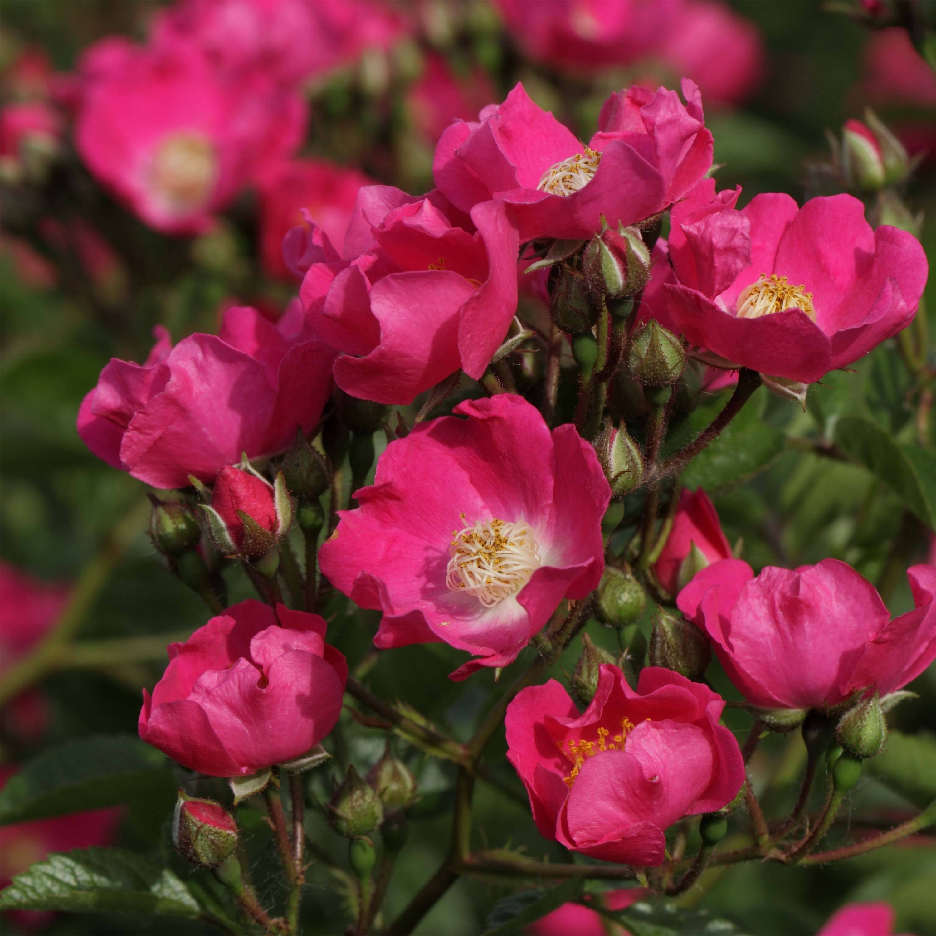Promesse de Fleurs - Rosier liane Maria Lisa Pot de 4L/5L