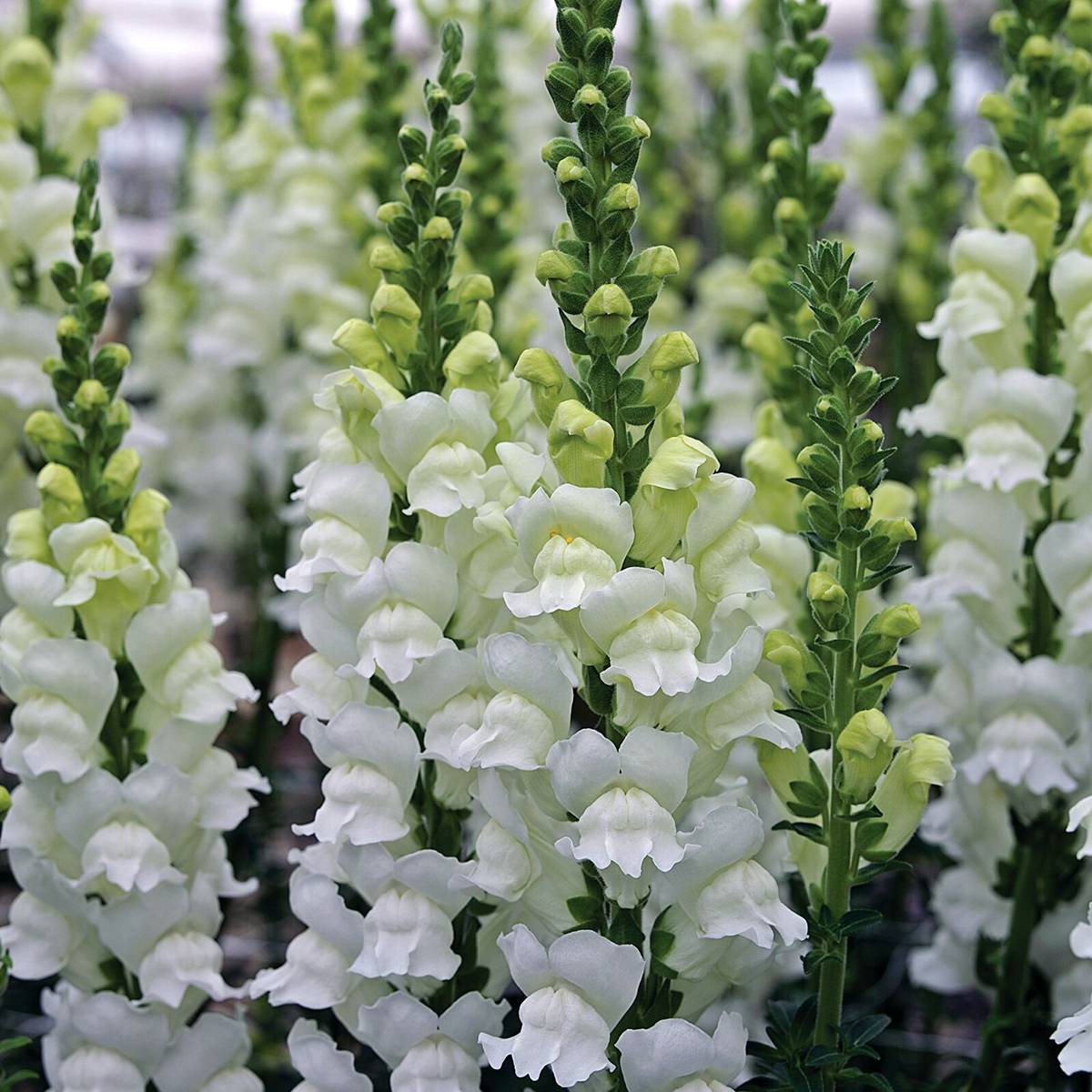 Promesse de Fleurs - Graines de Muflier Opus III/IV Fresh White - Antirrhinum majus le sachet de 20 graines environ