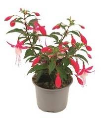 Fuchsia vivace  pot 10,5 cm