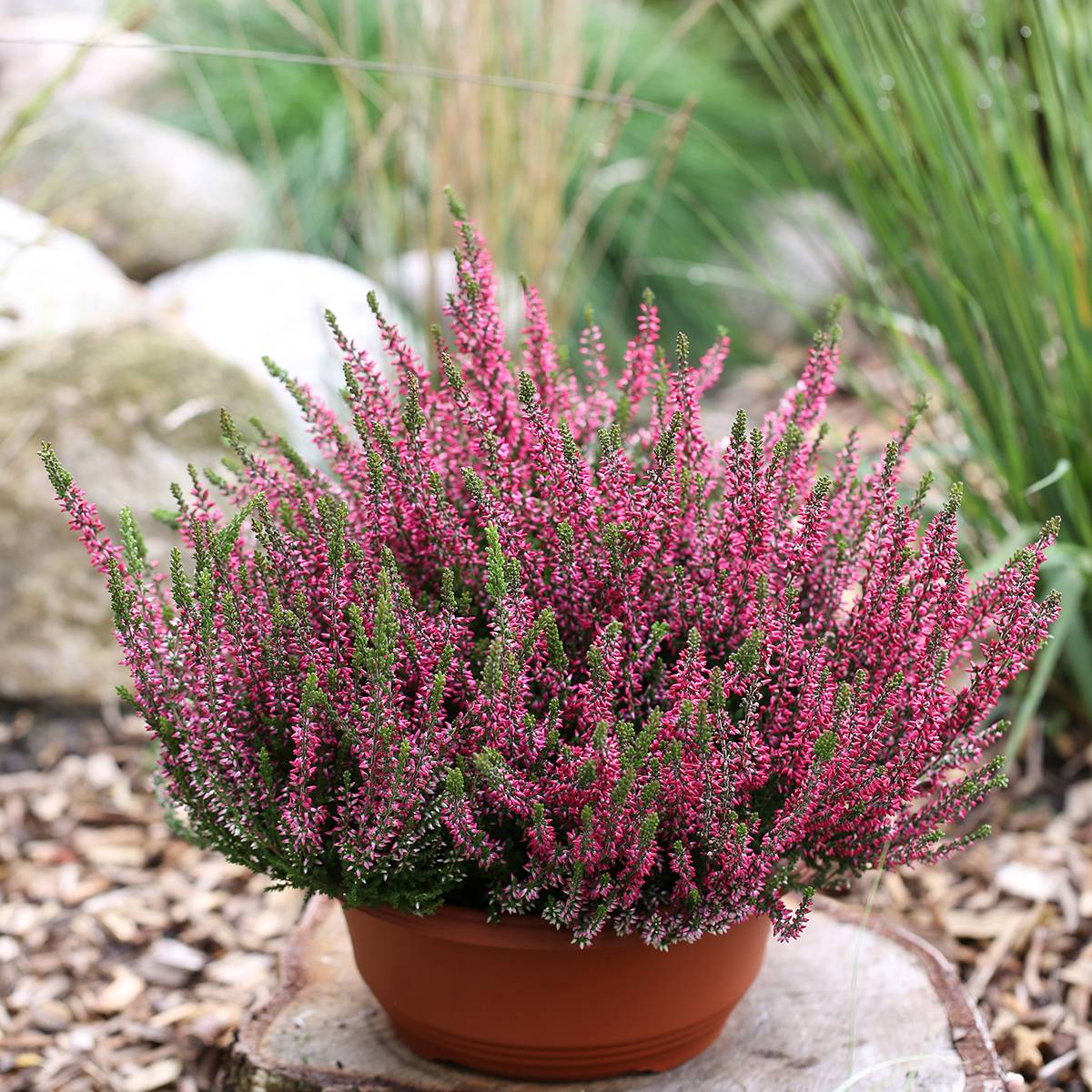 Bruyère d'été - Calluna Garden Girls Athene Pot de 1L/1,5L