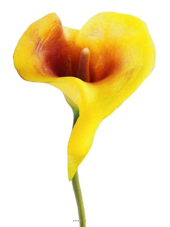 Arum calla fleur artificielle Jaune aubergine H 42 cm Superbe - couleur: Vanille