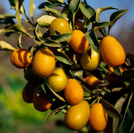 0 - Citrus Kumquat pequeno (Fortunella margarita variété petit fruit gouteux) Pot de 9 litres -140/160 cm - Image 1