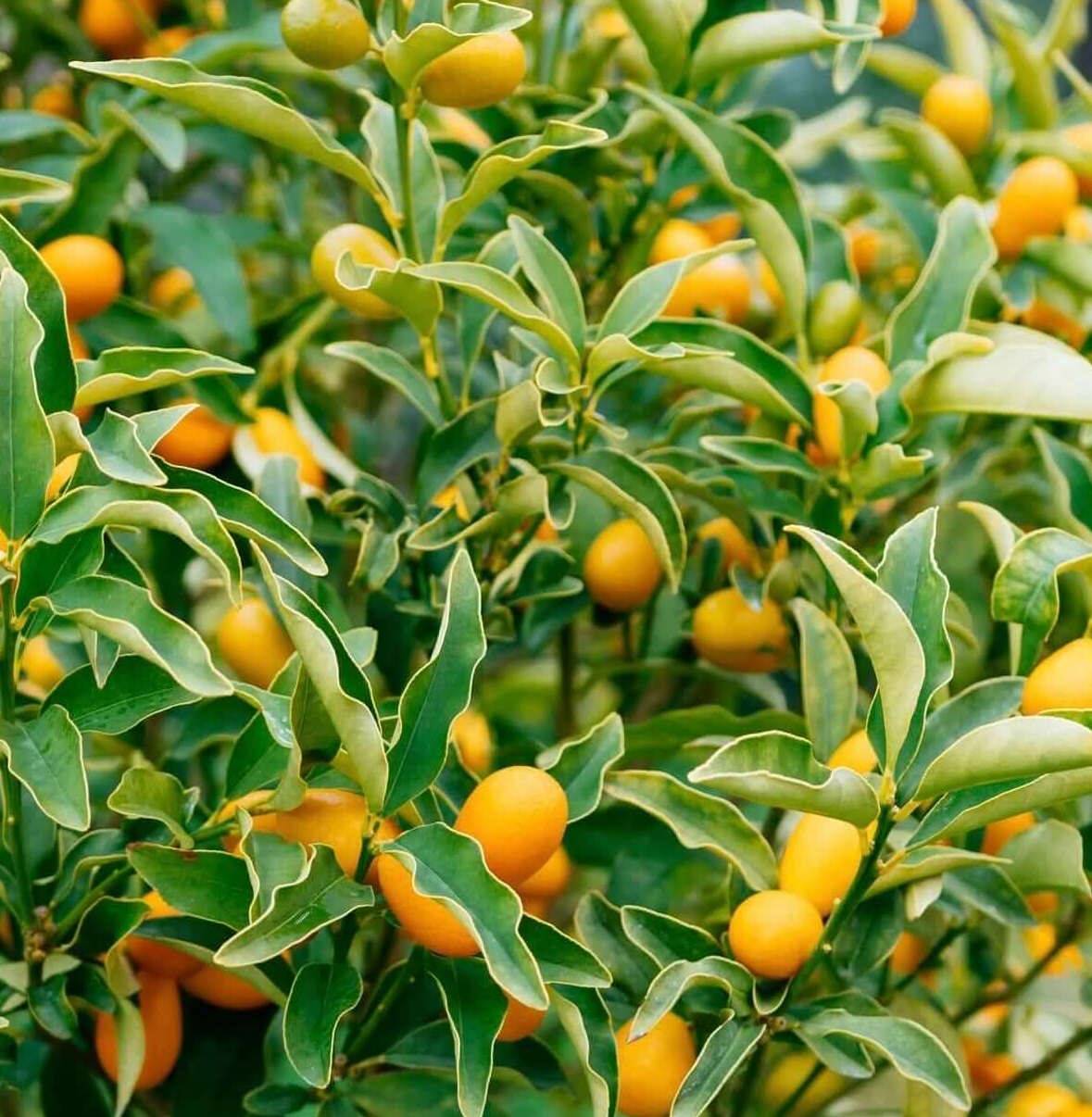 0 - Citrus Kumquat pequeno (Fortunella margarita variété petit fruit gouteux) Pot de 9 litres -140/160 cm - Image 3