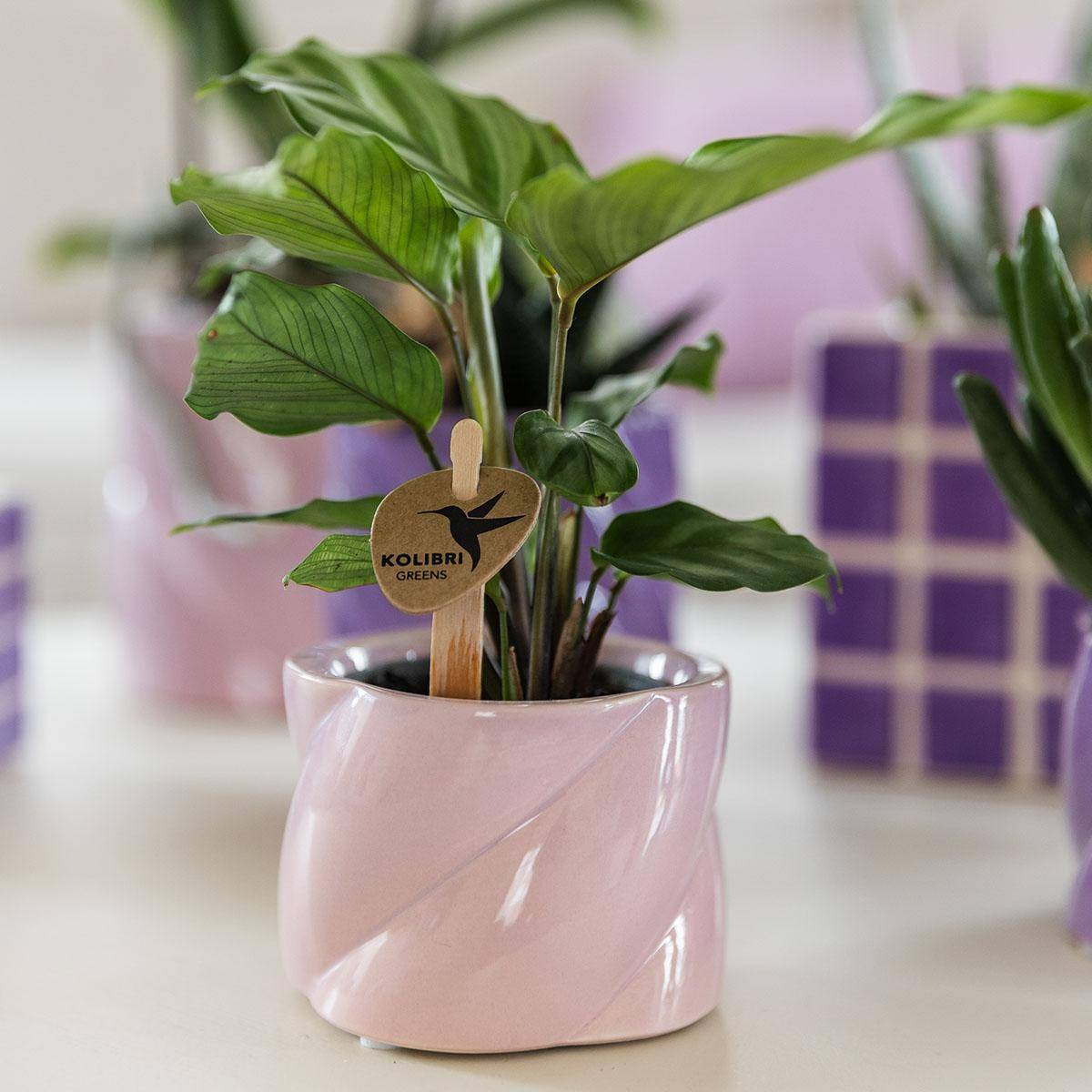 Pot en céramique Candy rose- La Green Touch - Image 3