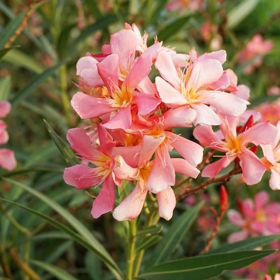 Promesse de Fleurs - Laurier rose Docteur Ragioneri - Nerium oleander Pot de 10 cm/11cm