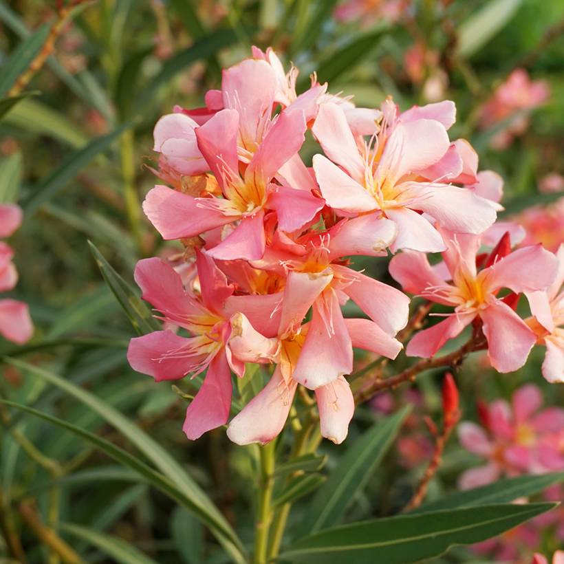 Promesse de Fleurs - Laurier rose Docteur Ragioneri - Nerium oleander Pot de 10 cm/11cm