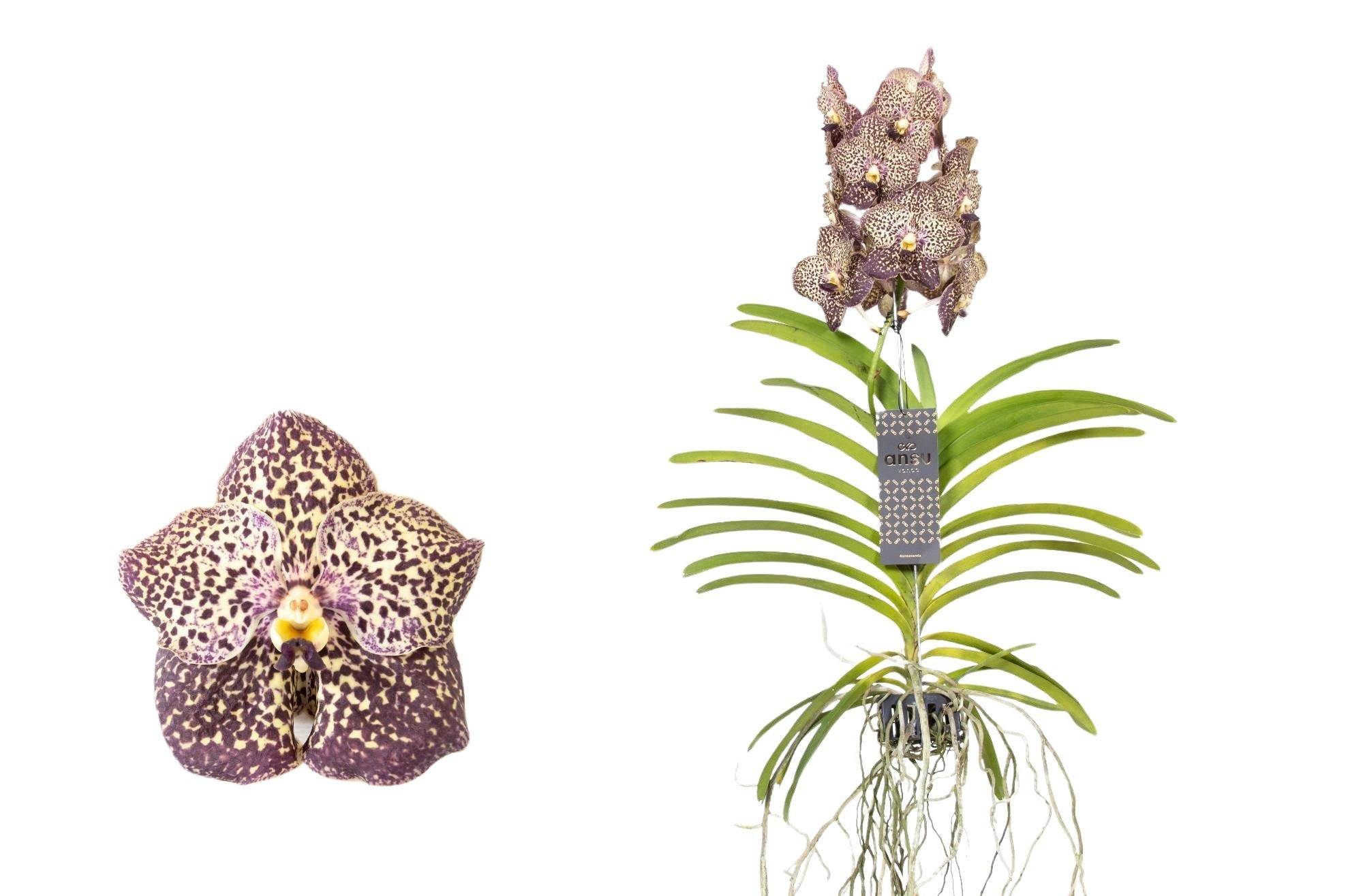 Vanda Ocelot Mocha- La Green Touch - Imagen 2