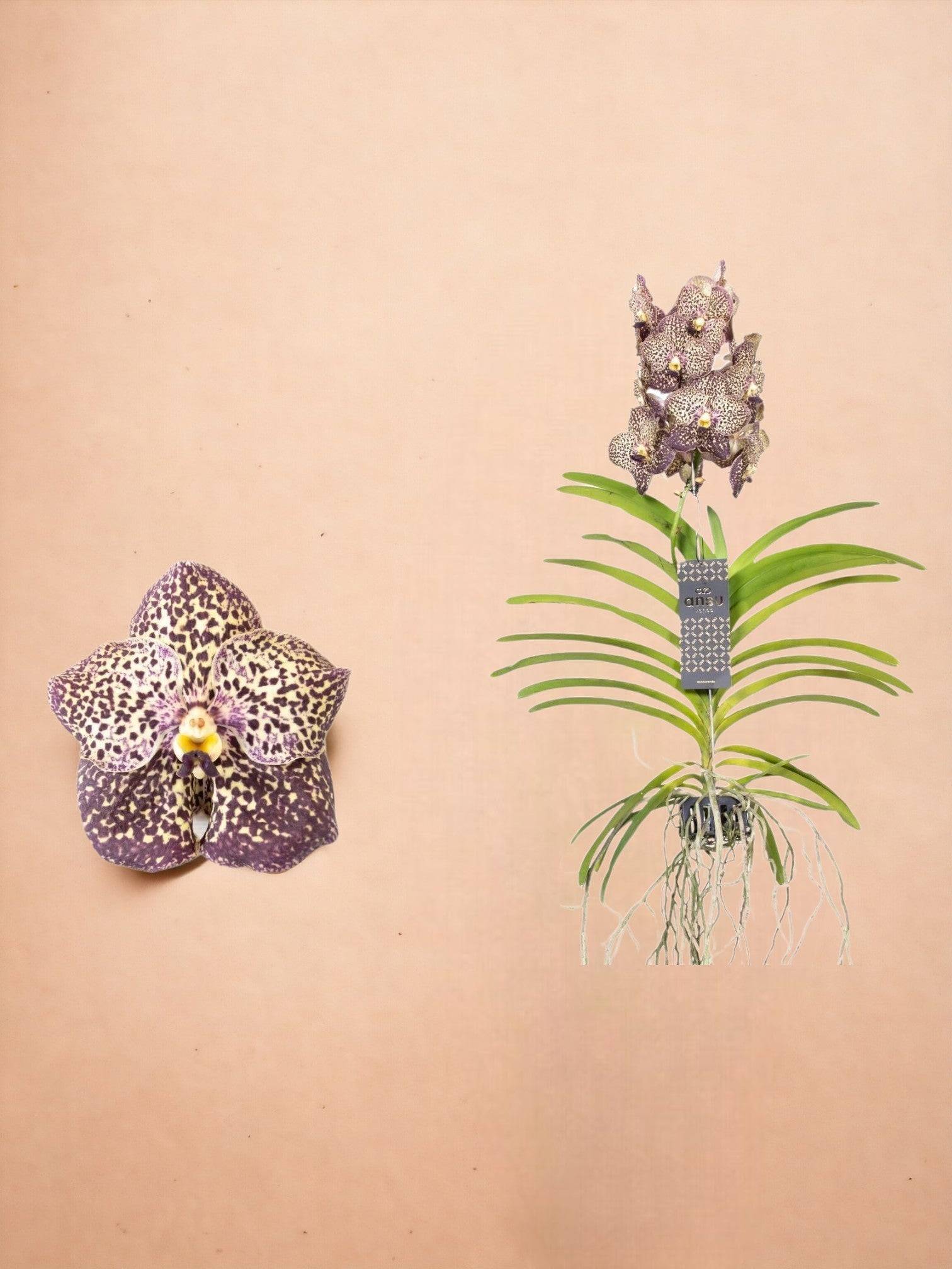 Vanda Ocelot Mocha- La Green Touch - Imagen 1