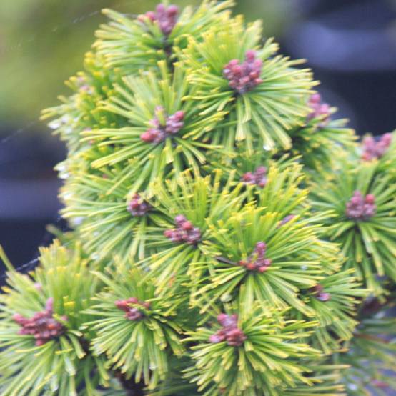 Pin de montagne Mops, Pinus - Pot de 5L - 40/60 cm - Image 1