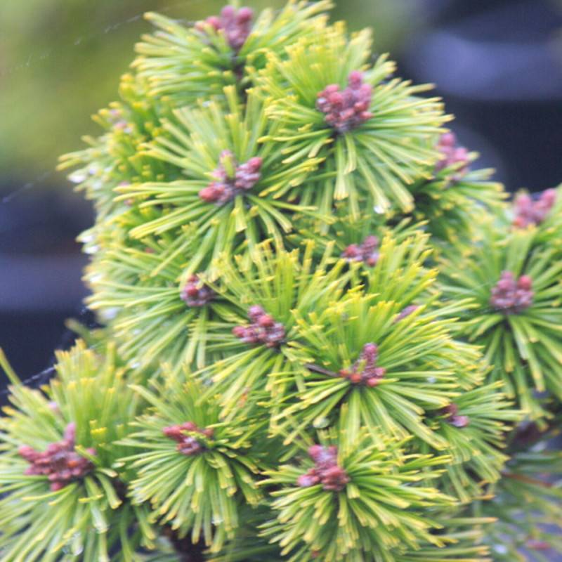 Pin de montagne Mops, Pinus - Pot de 5L - 40/60 cm - Image 1